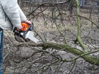 tree limb cutting