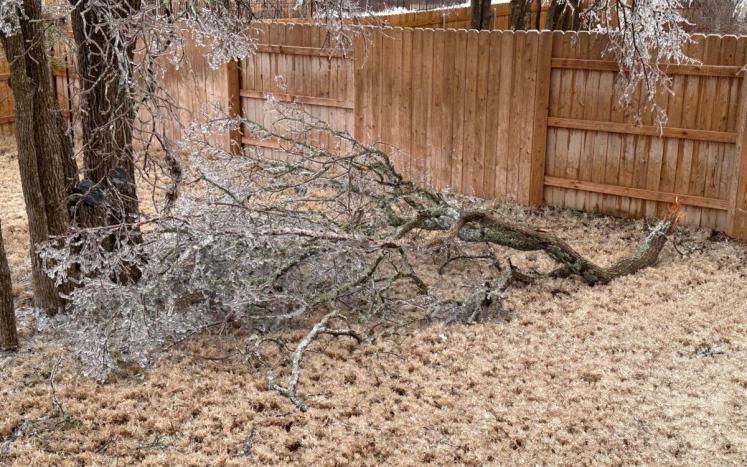 Fallen Tree Branch